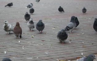 Хмарно і плюсова температура – погода в Україні 13 грудня