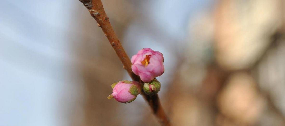 Перед Новим роком в Україні зацвіли сакури і фіалки (фото)
