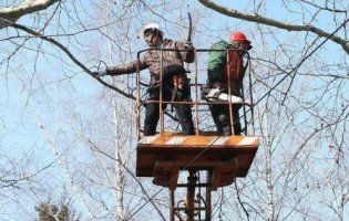 Обрізування дерев у Луцьку обійдеться у понад півтора мільйона гривень