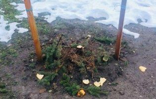 У Києві вандали крадуть ялинки прямо з клумб
