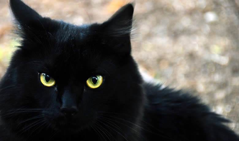 Що значить чорний кіт уві сні?