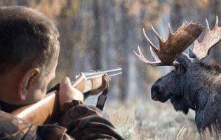 На Волині засудили одного з п'яти браконьєрів, що вбили лосів