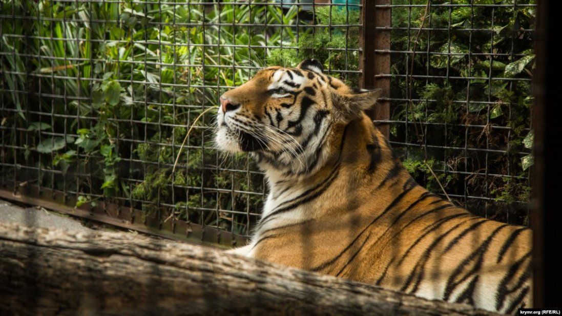 У Києві знайшли замкнених у вольєрах тигрів (фото)