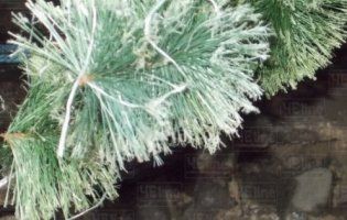 У місті на Хмельниччині впала головна ялинка (фото)