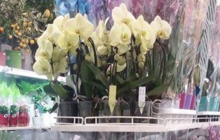 У Луцьку відкриється новий магазин квітів