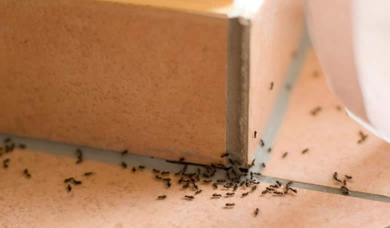 Ефективні препарати проти мурах в квартирі