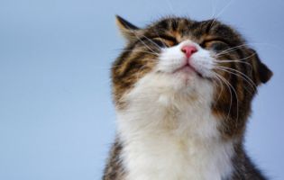 Тепло і сухо – погода в Україні на Василя