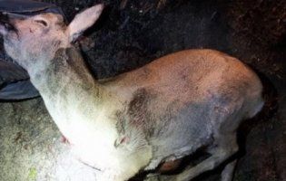 На Волині упіймали браконьєрів з убитими тваринами (фото, відео 18+)