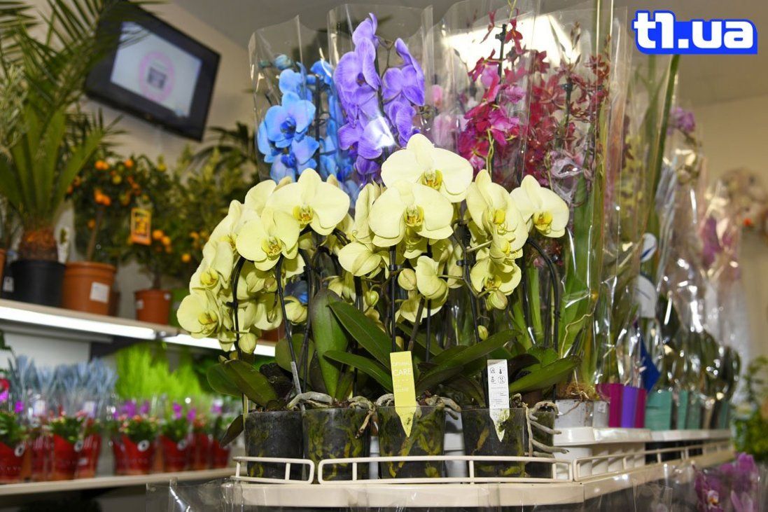 У Луцьку відкрився новий магазин квітів «Вікторія» (фото)