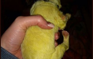 В Америці народилося зелене цуценя (фото)