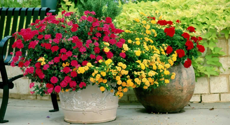 Квітучі рослини в декоративному горщику