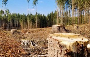 На Київщині вирубили лісу на 1,6 мільйона гривень