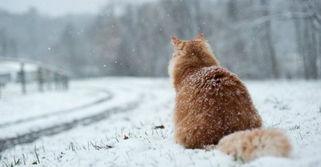Мокрий сніг і тепло: погода в Україні на сьогодні