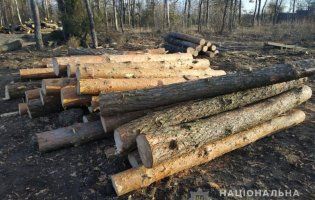На Волині знайшли деревину, яку викрали на Рівненщині