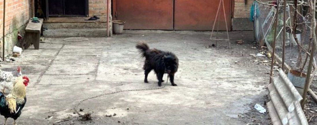 Опублікували фото собаки, якого пенсіонерці нардеп Брагар порадив продати і сплатити за газ