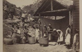 Як збирали каву та чай 140 років тому (фото)