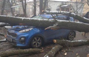 У Києві дерево розтрощило два авто (фото)