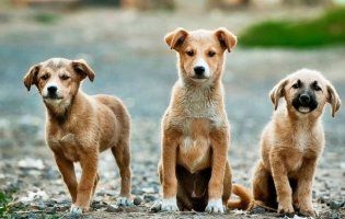 Луцьк витратить сотні тисяч гривень на відлов собак