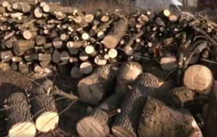 У Луцьку біля будівництва храму зрізали 30 дерев (відео)