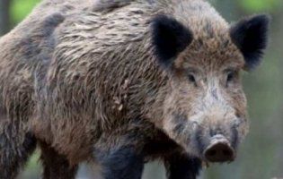 На Волині – карантин через африканську чуму свиней