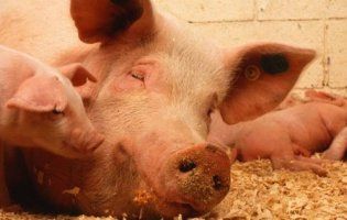 На Ковельщині заборонили торгівлю живими тваринами
