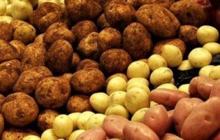 На Волині хлопець вкрав 100 кілограмів картоплі з чужої дачі