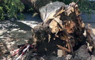 В Одесі на пенсіонерку впало дерево: жінка загинула (фото)