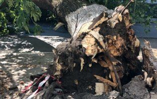 У Херсоні на 13-річну дитину впало дерево (фото)