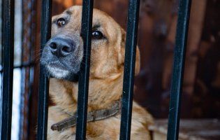 На Львівщині школяр отримав опіки рук, рятуючи пса в теплотрасі (відео)