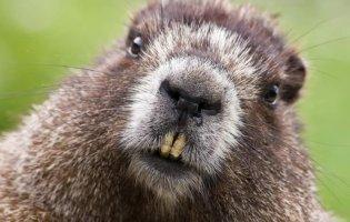 Що лікує струмінь бобра?