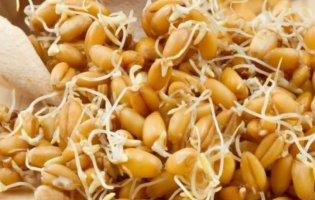 Пророщена пшениця: лікувальні властивості, рецепти і поради