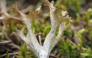 Чому ісландським мохом лікуються вже 300 років?