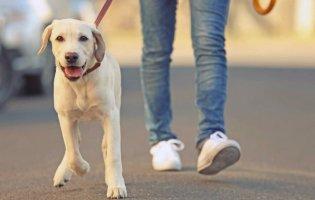 Пандемія коронавірусу: як після прогулянки знезаразити собаку
