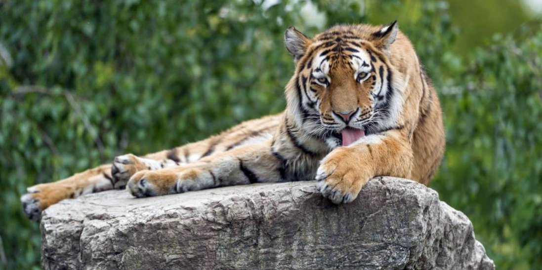 У Нью-Йорку на коронавірус захворіла тигриця із зоопарку
