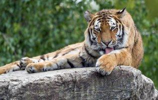 У Нью-Йорку на коронавірус захворіла тигриця із зоопарку