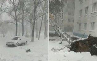 У Казахстані через потужну снігову бурю зірвало дахи та повалило безліч дерев