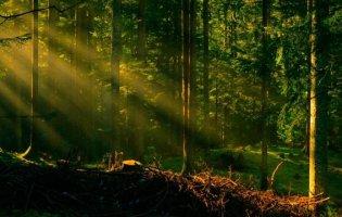 Екоінспектори виявили на Волині порушення в лісовій галузі на 7,8 млн грн