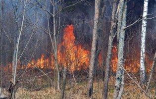 У Чорнобилі вже тиждень палають масштабні пожежі