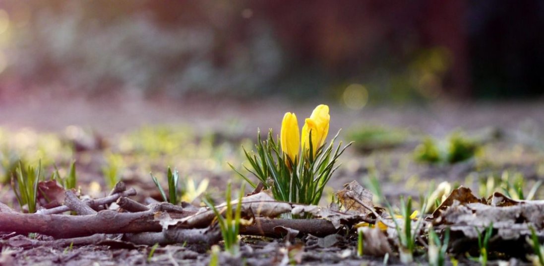 В Україні прогнозують мокрий сніг та заморозки аж до травня