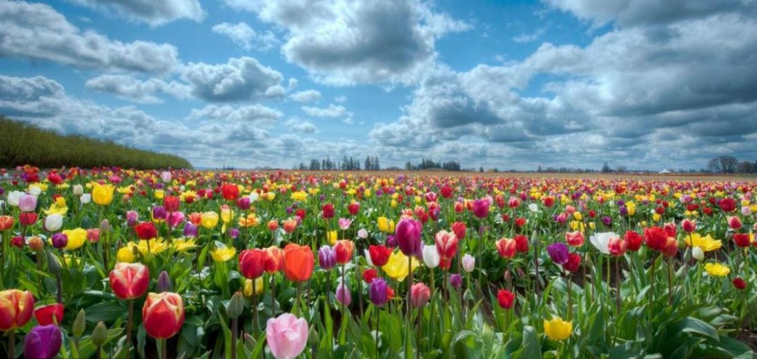 На Буковині через карантин знищили кілька  мільйонів тюльпанів