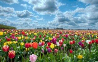 На Буковині через карантин знищили кілька  мільйонів тюльпанів