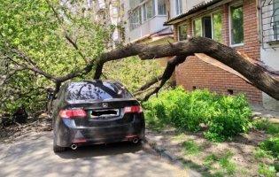 В Одесі на автомобіль звалилося дерево