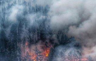 На Житомирщині вигоріло 500 гектарів лісу