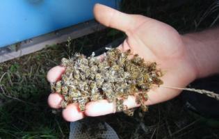 На Рівненщині масово гинуть бджоли