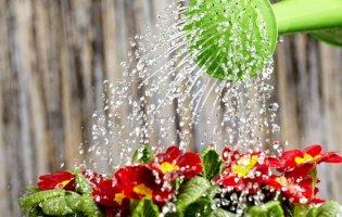 8 травня: чому сьогодні не варто поливати городи