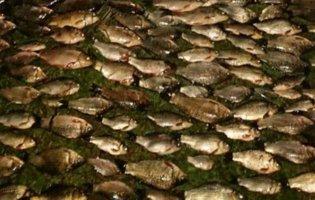 На Хмельниччині браконьєр електровудкою виловив більше тисячі рибин