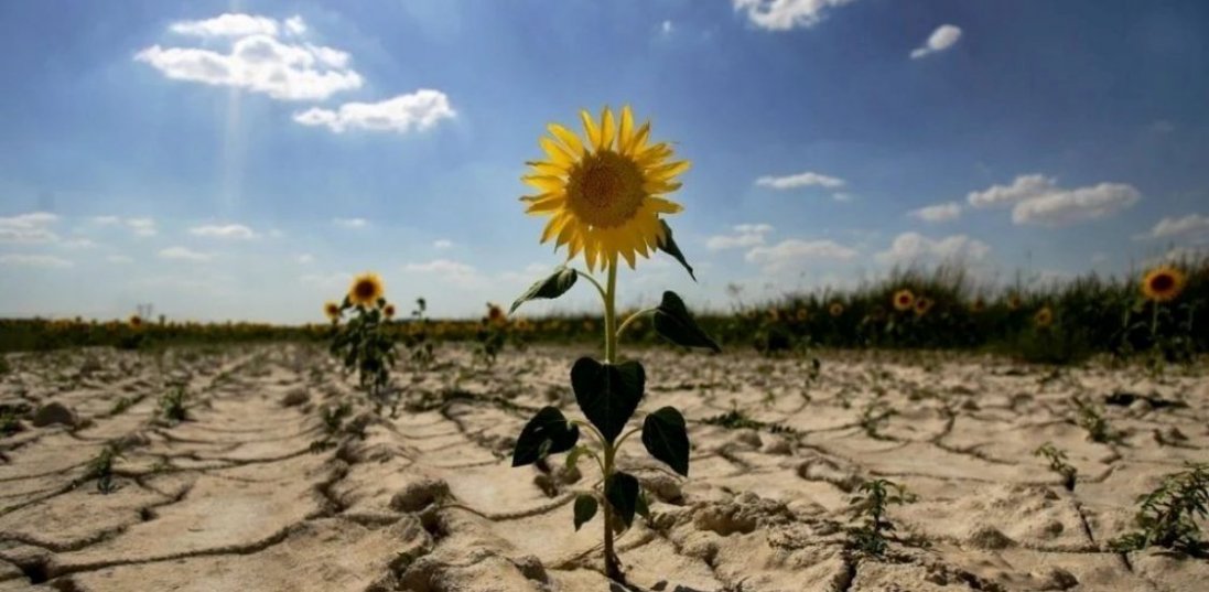 Фермер на Одещині скоїв суїцид через знищені засухою посіви