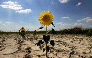 Фермер на Одещині скоїв суїцид через знищені засухою посіви