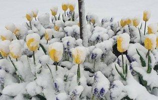 У Польщі сніг знищив врожай: фермери в шоці від снігопаду в травні