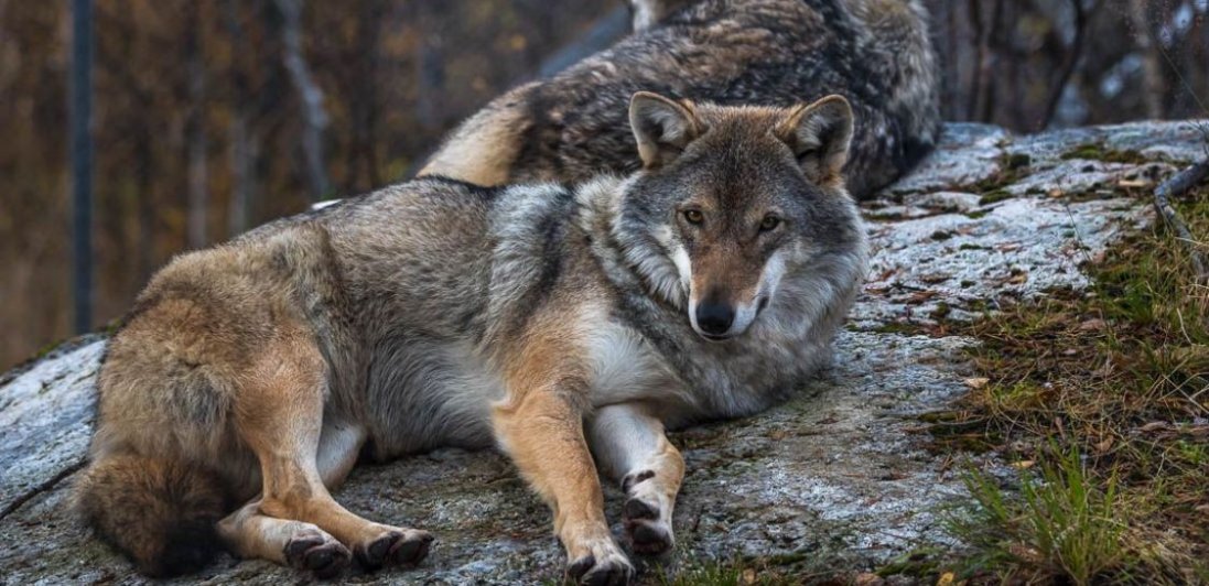 У Норвегії – смертельний атракціон «Поцілунок вовка» для любителів «полоскотати нерви»